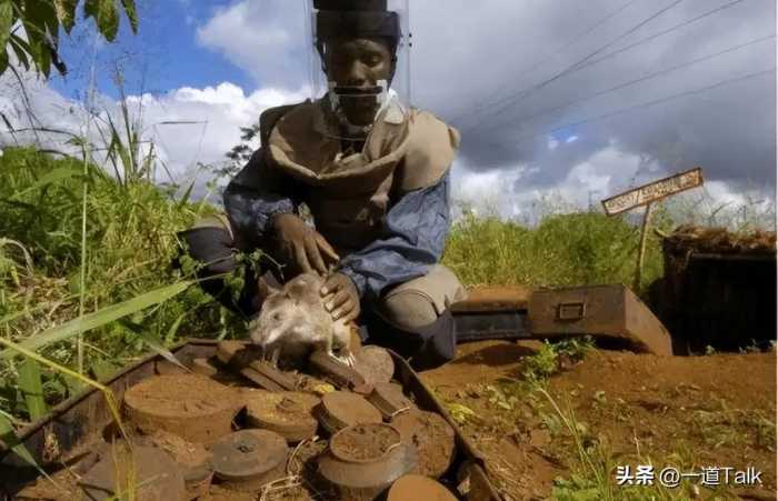 脚踩120万枚地雷，传统清理要1100年，非洲人用笨方法轻松搞定